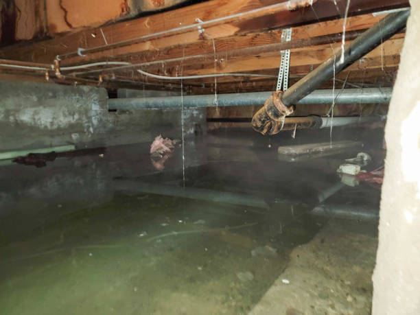 Best Mold removal after water damage  in Ballwin, MO